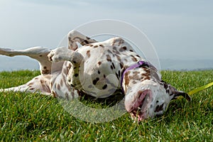 Female Dalmatian outdoors on grass