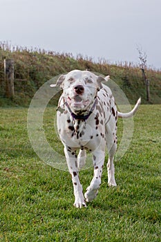 Female Dalmatian outdoors on grass