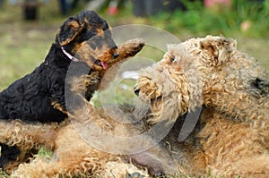 Female dam Airedale Terrier dog playing with her puppy