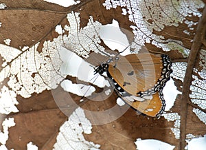 Female danaid eggfly Hypolimnas misippus under a leaf.