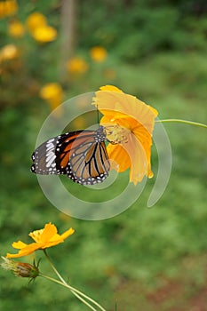 Female Danaus genutia aka Common tiger butterfly drinking nectar from Yellow Cosmos flower