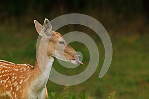 Female Daniela Dama (dama dama)