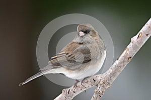 A female Dark-eyed Junco bird sits perched on a branch