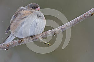 Female Dark-eyed Junco (Junco hyemalis) with a Snow Falling