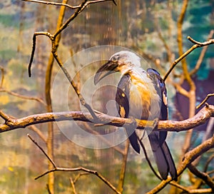 Female Deckens hornbill bird sitting on a tree branch, tropical bird specie from Africa