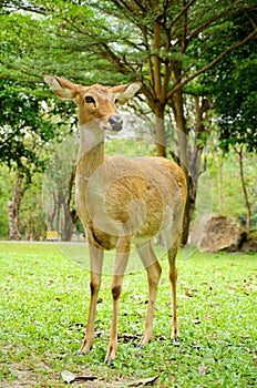 Female deer.