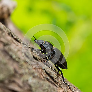 Female deer beetle on the surface of tree bark