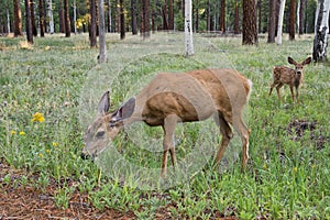 Female deer with calf