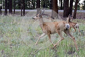 Female deer with calf