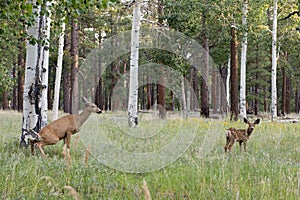 Female deer with calf