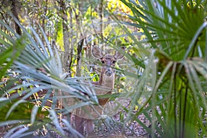 Camouflaged Female Deer Behind Trees photo