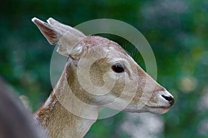 Female deer close up