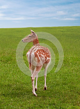 Female deer doe and sky grass