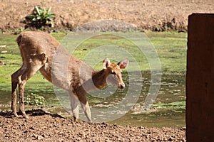 A female deer is drinking water in the pool where pool is fully covered with dirt and algae. A young animal is fearful and fragile