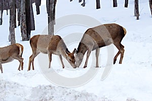 Female deer eating in winter-Stock Photos photo