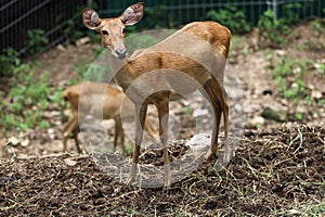 The female deer in garden at thailand