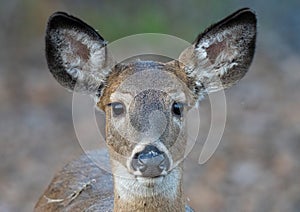 Female deer gets a close up in the woods