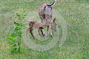 Wild animal. Family in green grass. Female deer and his baby photo