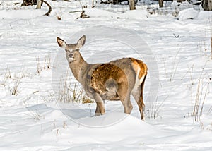Female Deer Looking at the Camera in a field Covered by Early November Snow