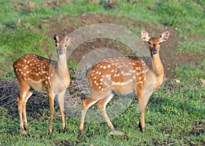 A female deer and a male deer