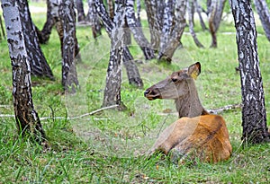Female deer-maral in the birch forest on the farm