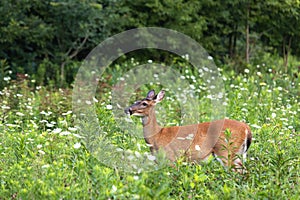 Female Deer In Profile In Field Of White Flowers