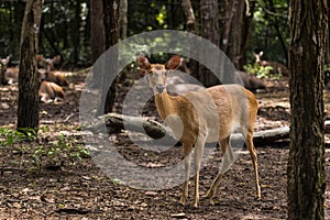 A female deer stands in the forest looking at the camera