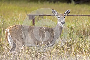 Female deer stands in the tall grass