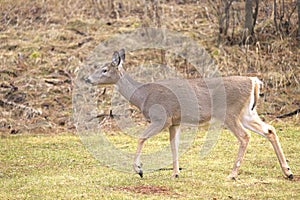 Female deer strolls through a park