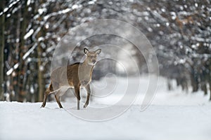 Female deer in the winter forest. Animal in natural habitat