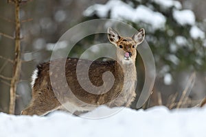 Female deer in the winter forest. Animal in natural habitat