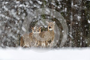 Female deer in the winter forest. Animal in natural habitat