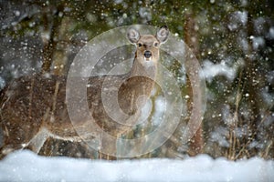 Female deer in the winter forest. Animal in natural habitat