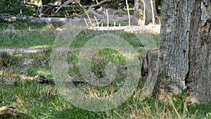 Female deers eating grass