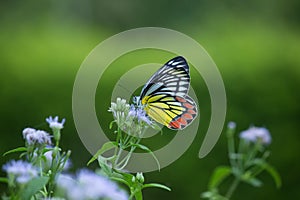 Female Delias eucharis, the common Jezebel, is a medium-sized pierid butterfly found resting on to the flower plant