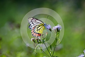 A female Delias eucharis, or the common Jezebel, is a medium-sized pierid butterfly found resting on to the flower plant in a publ