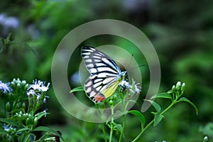 Female Delias eucharis, or the common Jezebel, is a medium-sized pierid butterfly found resting on to the flower plant in a publ