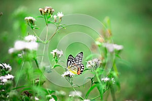A female Delias eucharis, or the common Jezebel, is a medium-sized pierid butterfly found resting on to the flower plant in a publ
