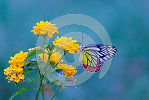 A female Delias eucharis, the common Jezebel, is a medium-sized pierid butterfly found resting on to the flower plant in a public