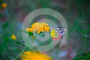 A female Delias eucharis, the common Jezebel, is a medium-sized pierid butterfly found resting on to the flower plant in a public