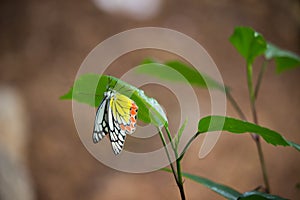 A female Delias eucharis, the common Jezebel, is a medium-sized pierid butterfly found resting on to the flower plant in a public