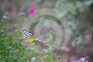A female Delias eucharis, the common Jezebel, is a medium-sized pierid butterfly found resting on to the flower plant in a public