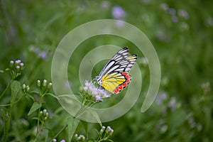 A female Delias eucharis, the common Jezebel, is a medium-sized pierid butterfly found resting on to the flower plant in a public