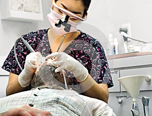 Female dental hygienist at work photo