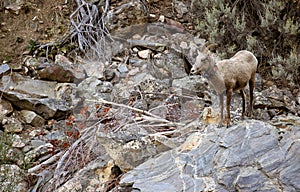 A female Desert Bighorn sheep