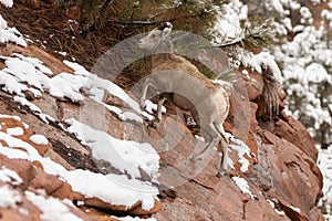 Female desert bighorn sheep climbing steep slickrock slope in winter