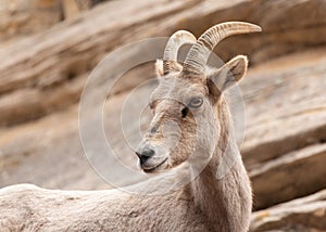 Female desert bighorn sheep with head turned