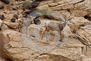 Female Desert Bighorn Sheep with Lamb Capitol Reef National Park