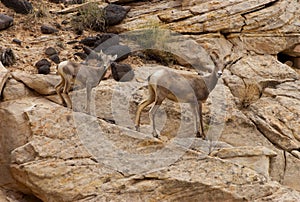 Female Desert Bighorn Sheep with Lamb Capitol Reef National Park photo