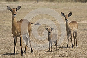 Female of different ages and young KOB in the Ugandan savannah i